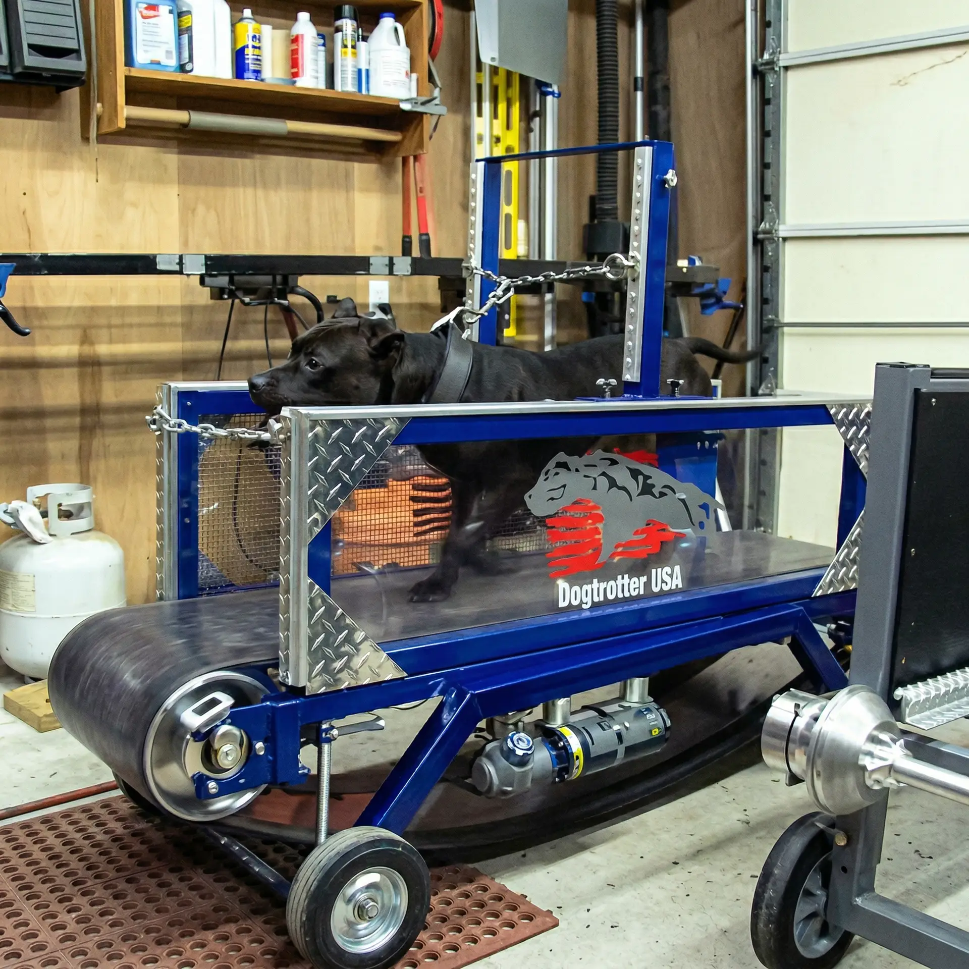 dog conditioning and working out on a dog slat mill