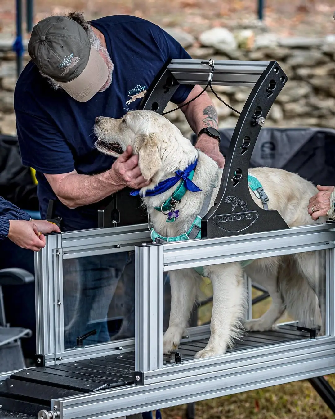 large dog on dog treadmill with owner
