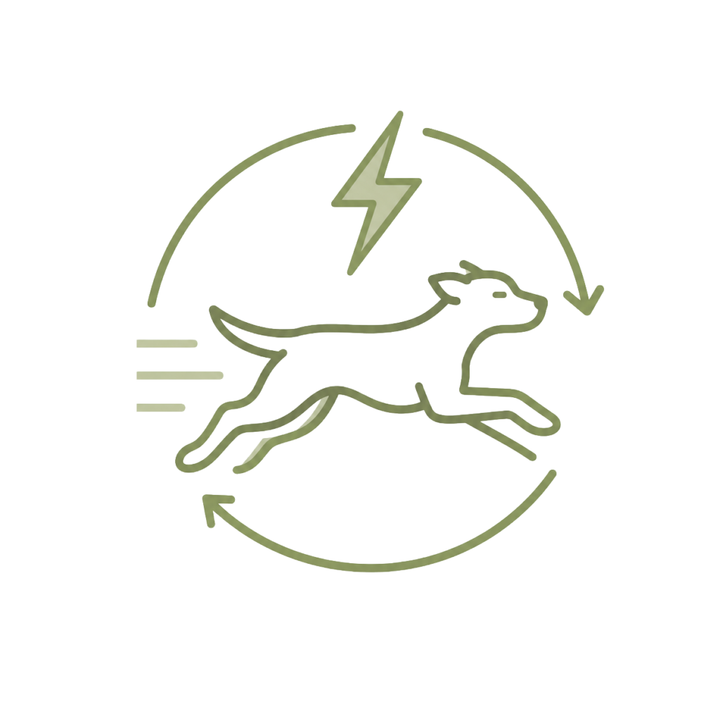healthy outlet for high energy dogs