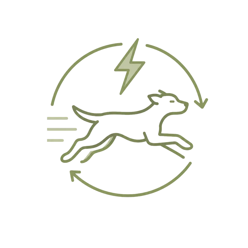 healthy outlet for high energy dogs