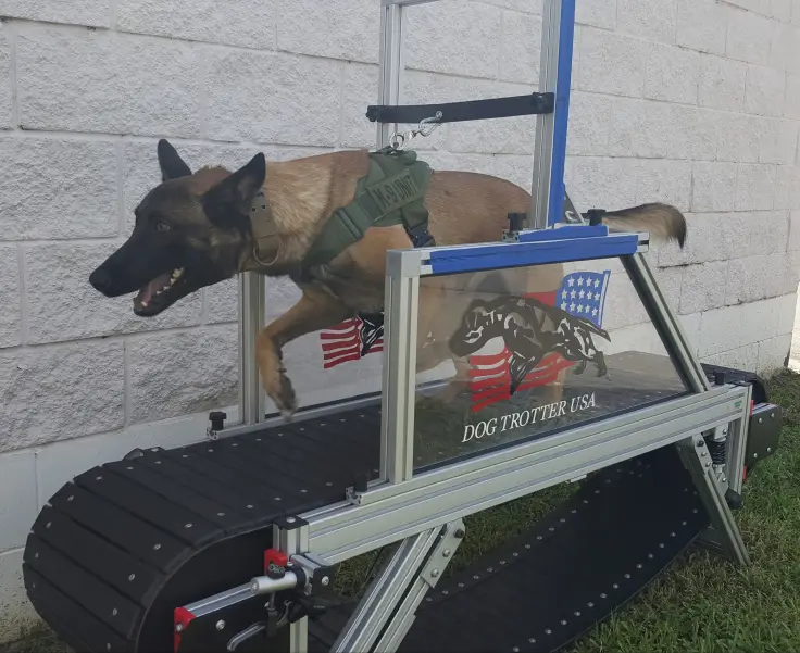 working dog on dog treadmill